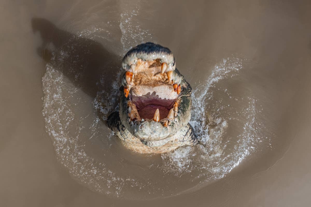  Many surf destinations attracts travelers despite their reputation for crocodile activity.