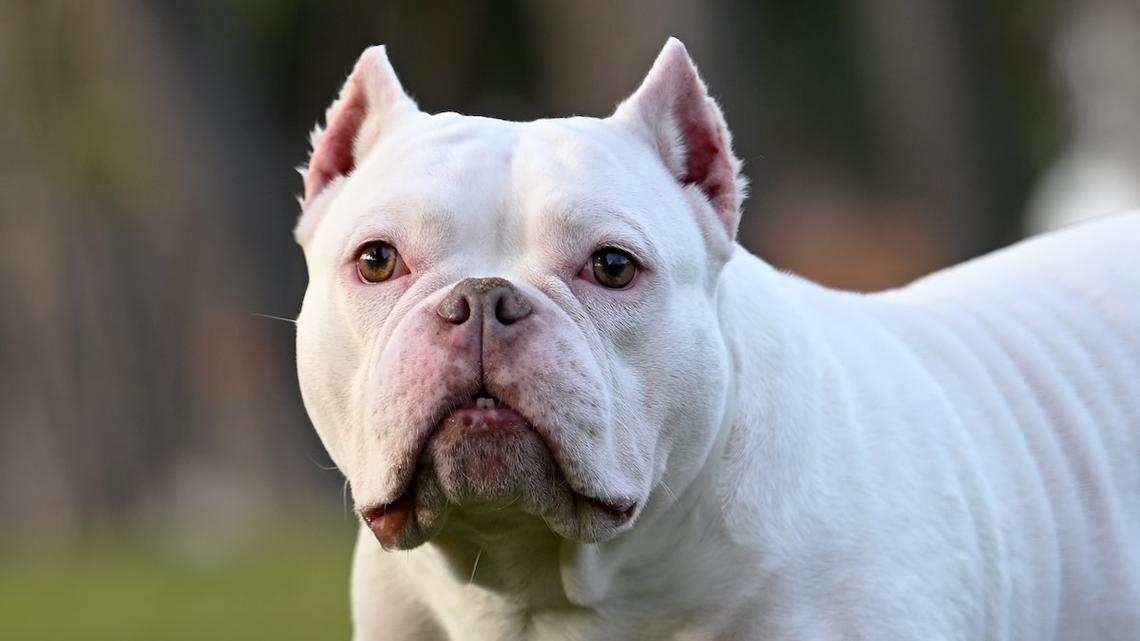 Depressed American Bully Grieving the Loss of Her Brothers Finds Comfort in the Sweetest Way 