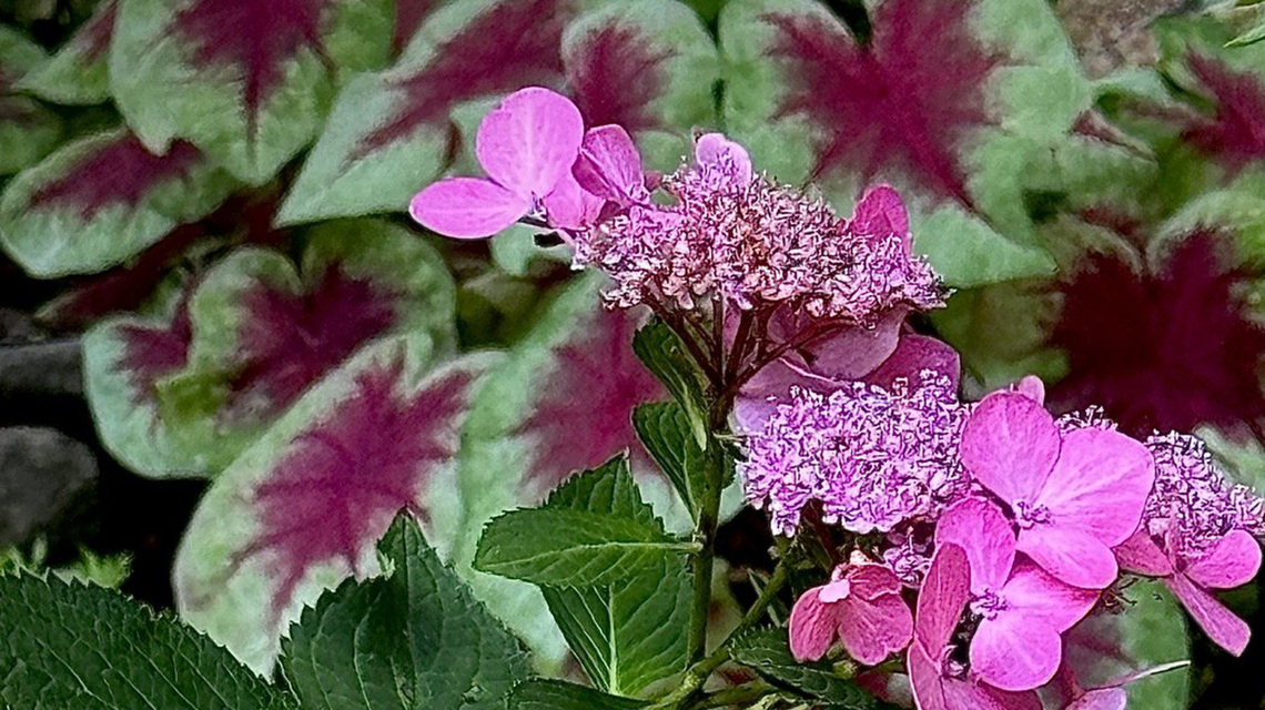 On Gardening: Tsunami of new hydrangeas has us dancing in the garden