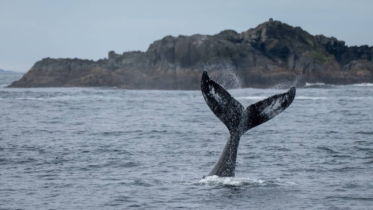 A whale shows off its tail with a high fluke dive in Sitka Alaska. 