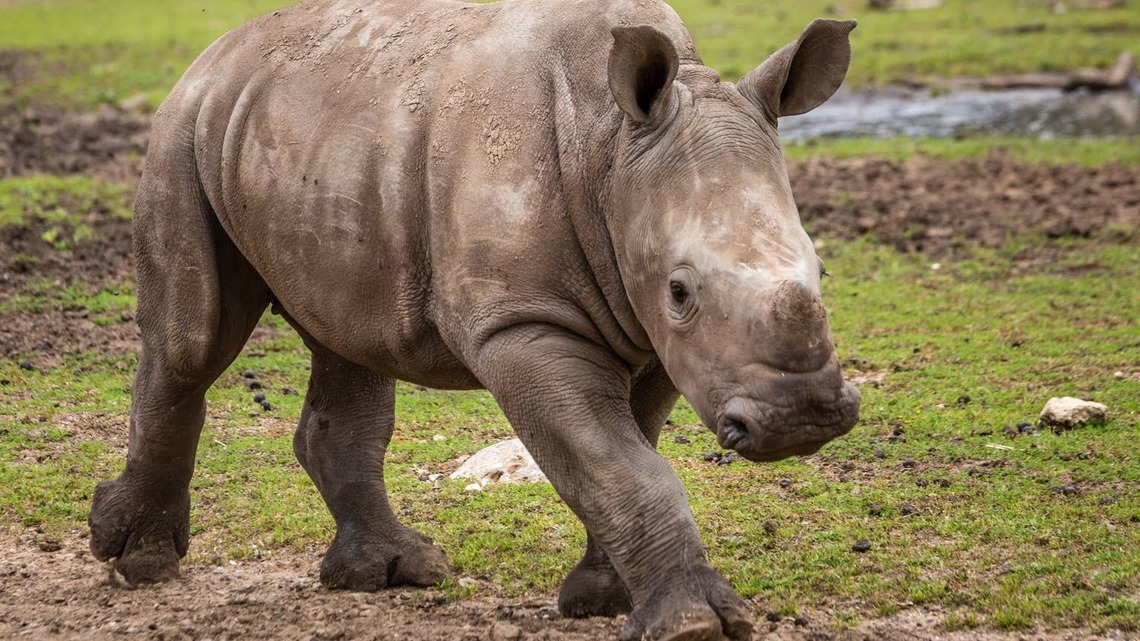 Man Sings to Rhino and Her Baby, and They Sweetly Join Right In 