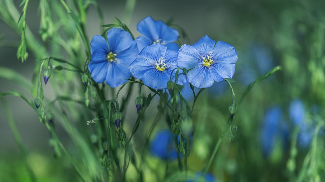 7 Blue Flowers That Actually Look Blue in the Garden