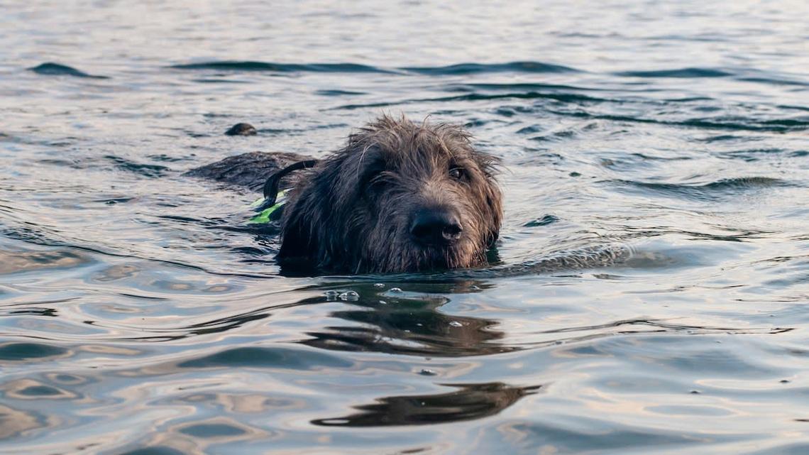 Virginia Teenager Races to Save a Dog Struggling to Stay Afloat in an Icy Pond 