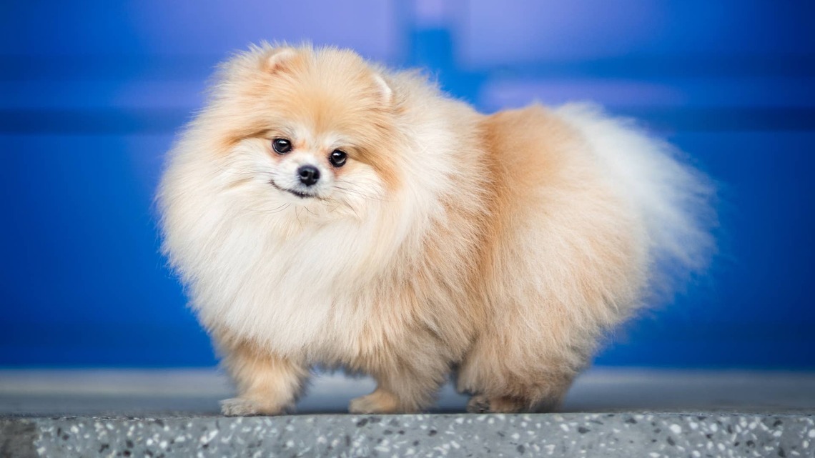 This Pomeranian Is So Excited for Dinner, He Can't Even Sit Still 