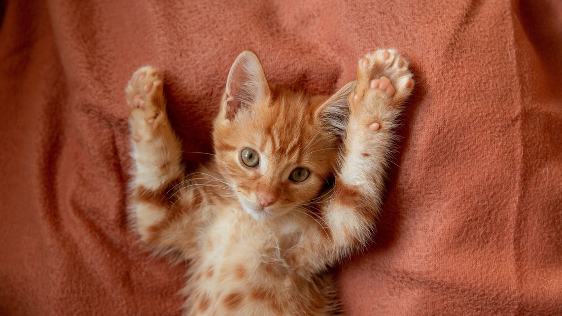 Kittens Are Temporarily Confined in Bathtub After ‘Multiple Civil Infractions'-and It's Too Cute for Words 