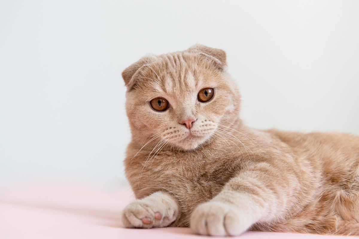  A Scottish Fold cat with personality traits linked to its January birth month match.