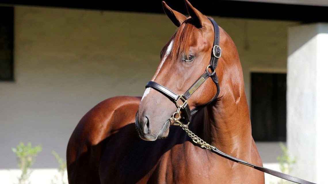 Record Priced Arabian Lion Colt Tops 2026 Fasig-Tipton California Fall Yearlings Sale 
