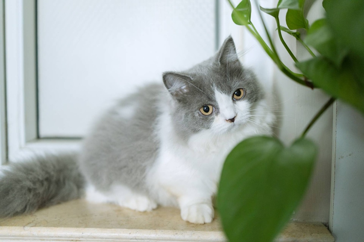  A kitten with dwarfism hides near a houseplant.