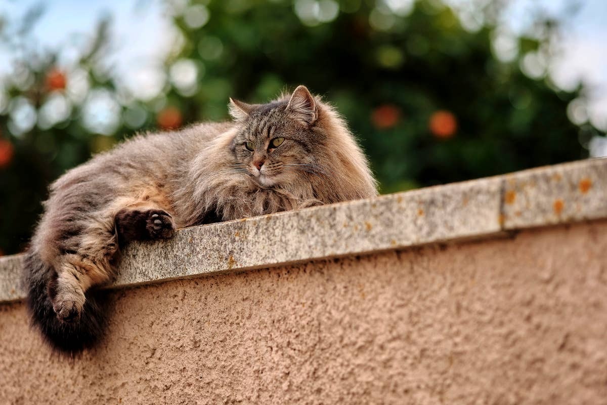  Siberian cats can be high-maintenance when it comes to grooming.