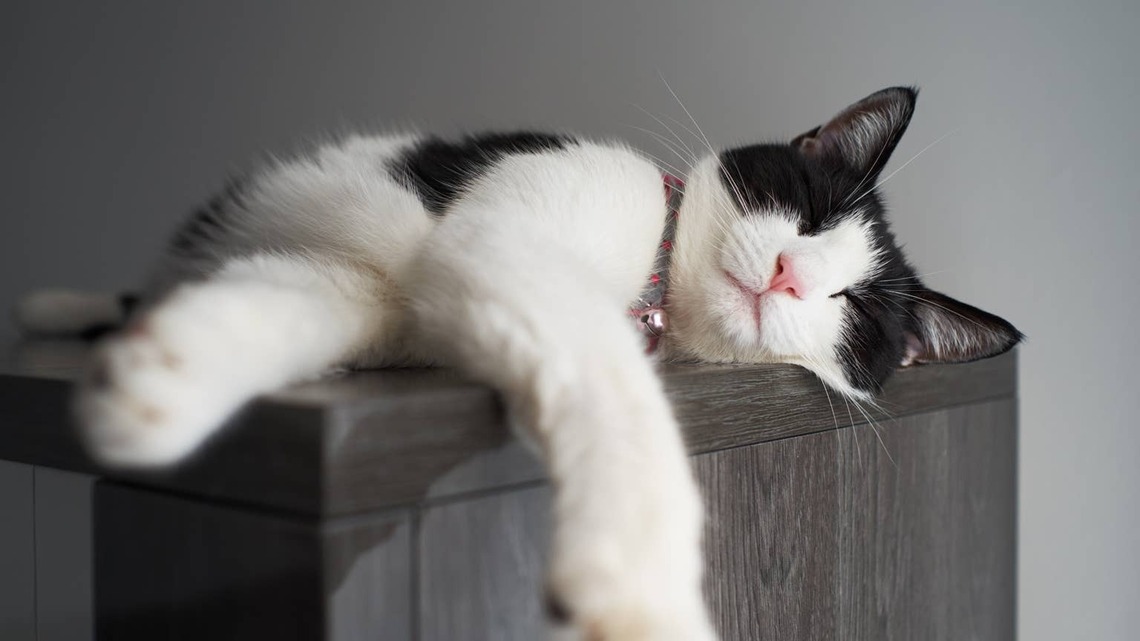 Tuxedo Cat's Hilarious Sleeping Position Is Completely Adorable 