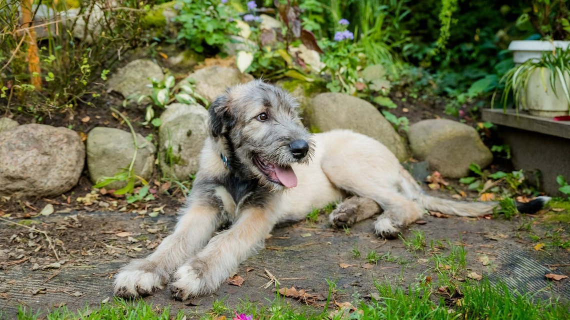 Irish Woldhound Puppy's 6-Month Transformation is Absolutely Shocking 