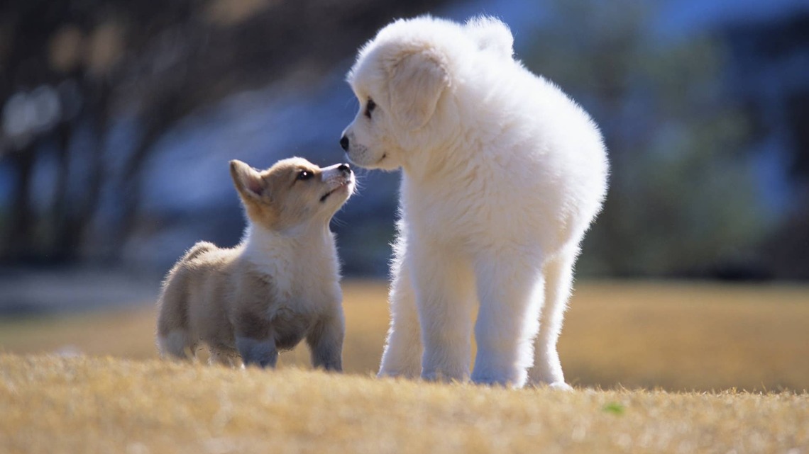 Corgi's New Puppy Sibling Has Hilarious Way of Saying 'I Love You' 