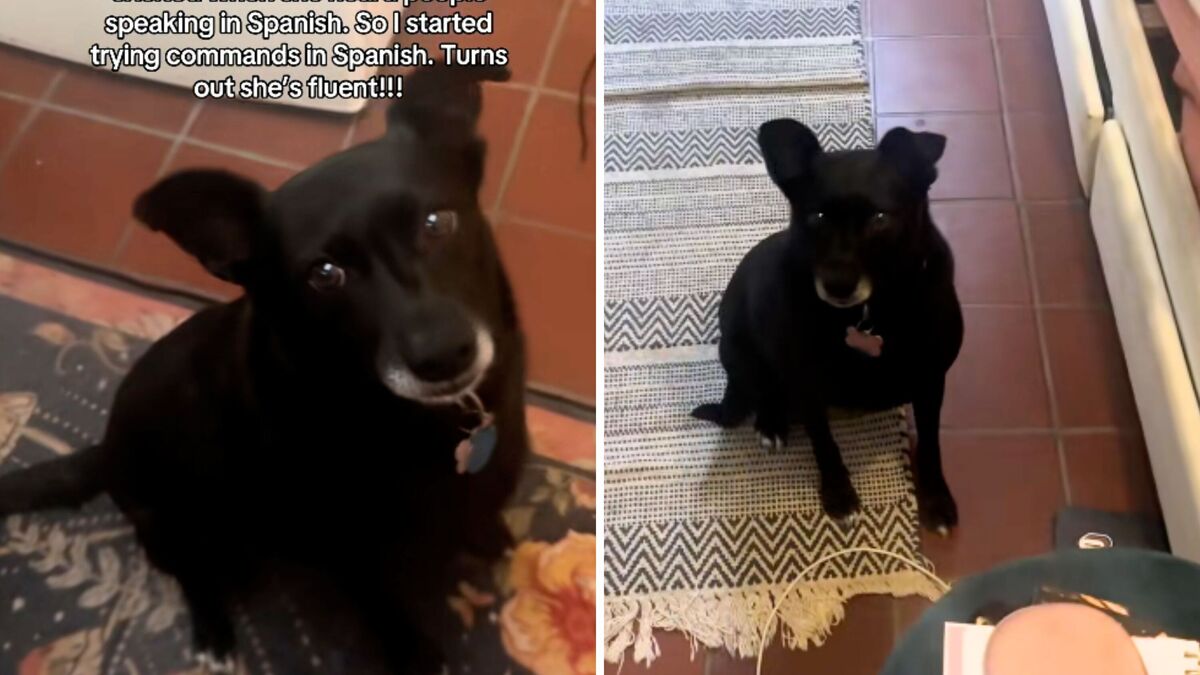 Screenshots from a June 2 TikTok video of an owner discovering her rescue dog can follow commands in Spanish. 