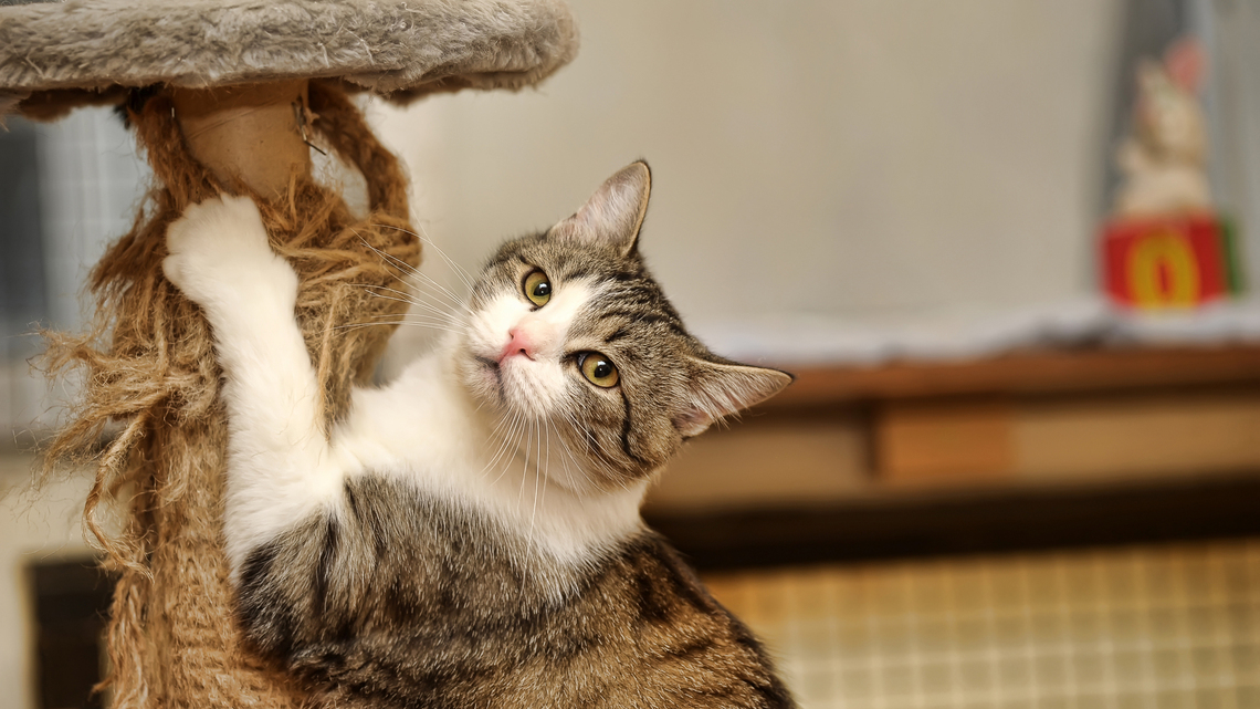 Commentary: Bring your cat indoors - Before it's too late 