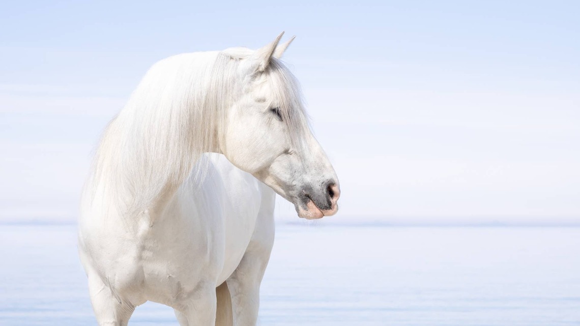 Man Sings to Horses, and Their Precious Reaction is Making the Internet Sob 