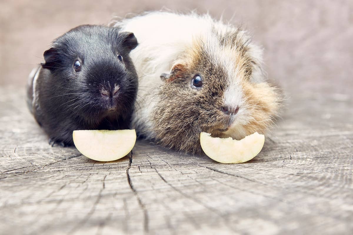  Two guinea pigs sitting together, showing their strong social bond.
