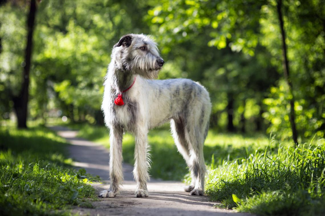  An Irish Wolfhound on a forest path. 