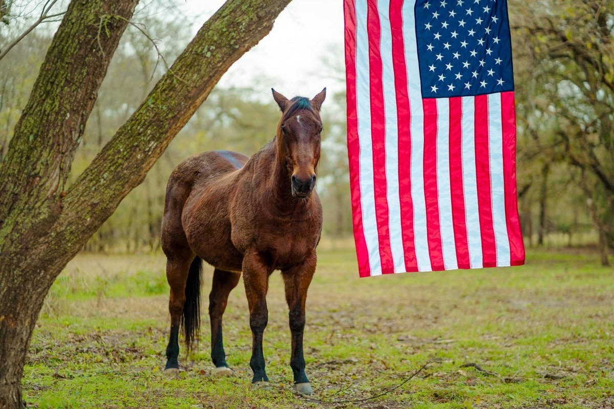  Brown horse standing next to American flag.