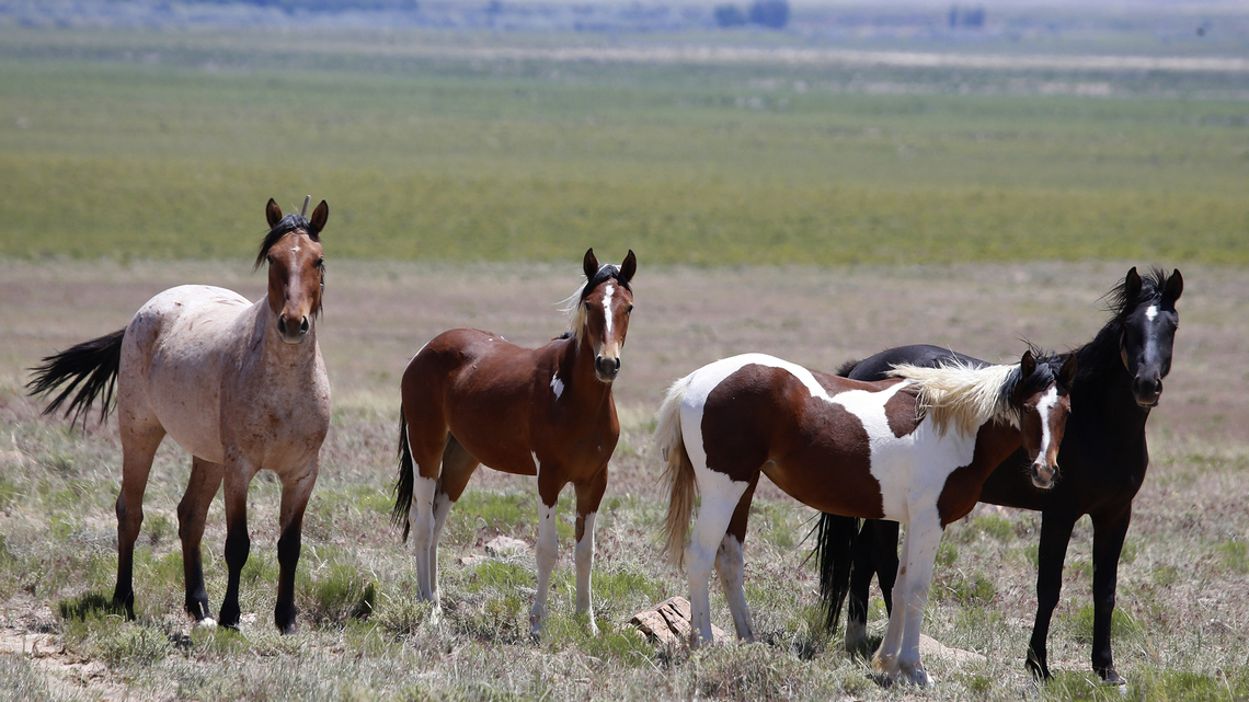 Congress looks to stop horsing around on wild mustangs and burros 
