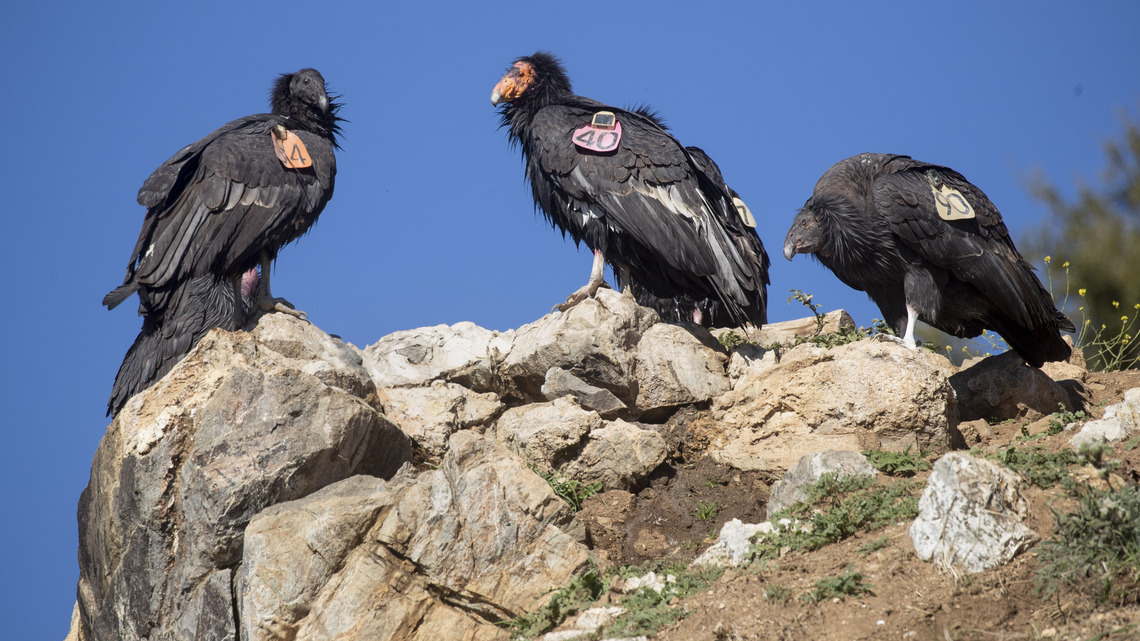 Timber fire strands endangered condors as Big Sur evacuations expand 