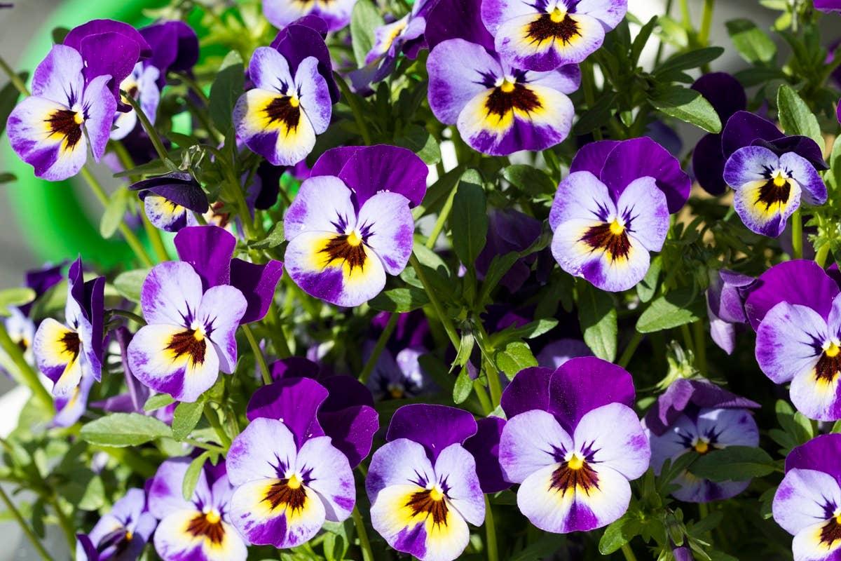  Even though they are vibrant, hummingbirds tend to avoid gardens with pansies.
