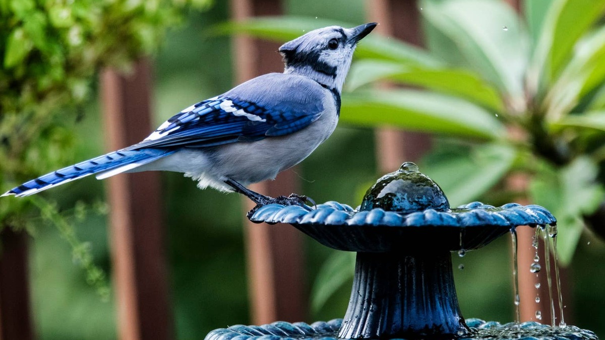 A Blue Jay standing on a bird fountain outside.