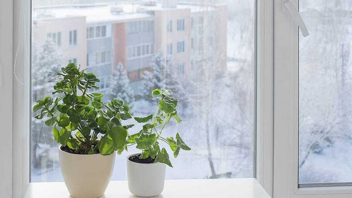 Winter wellness report: Can houseplants help beat the winter blues? 