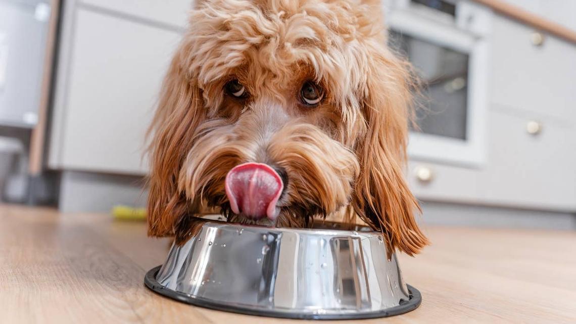 Poodle mix looking up from dog food bowl. 