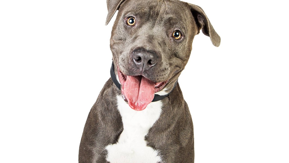 American Bully Who Looks Like a Seal Gets the Perfect Birthday Surprise 