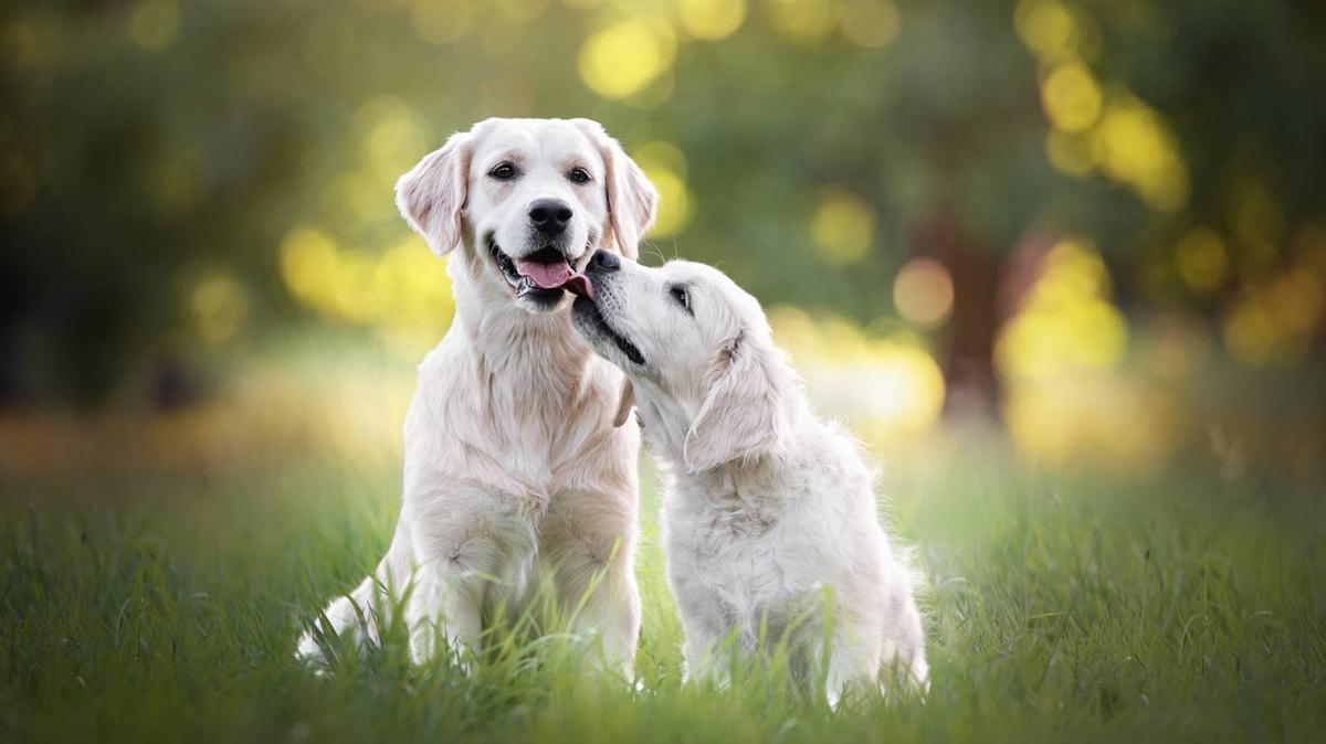 Golden Retriever and puppy outdoors. 