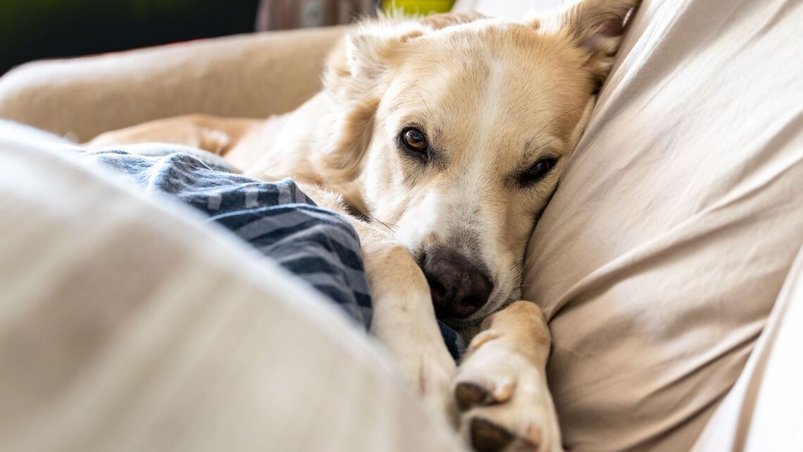 Subtle Signs Your Dog Isn't Actually Calm-They're Secretly Shutting Down 