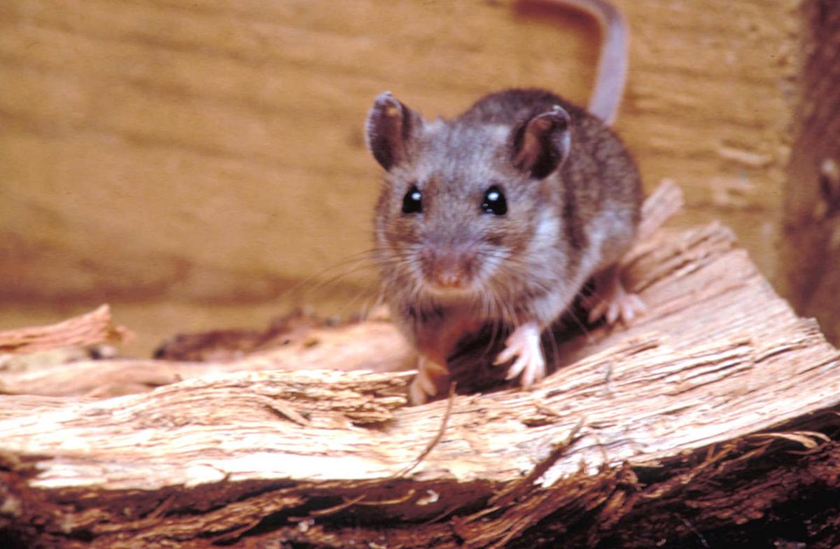  Deer mouse.
