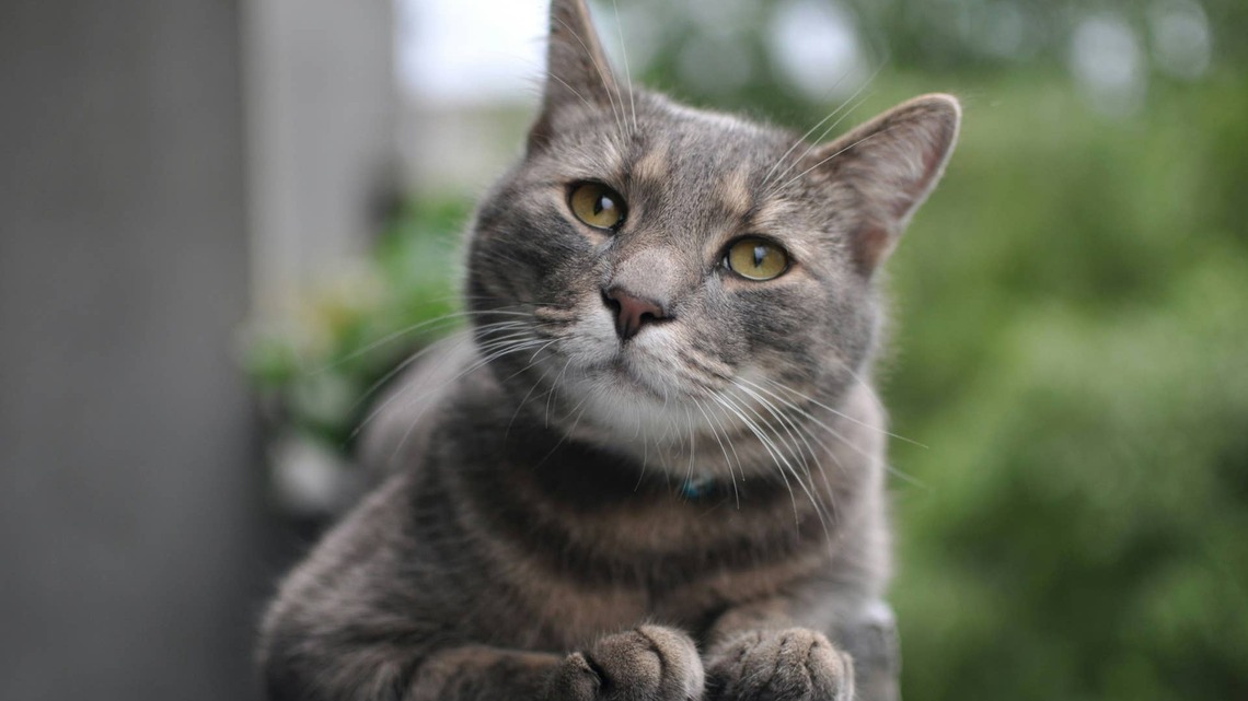Woman Rescues Scrappy Gray Cat Who Looks Like a Tiny Gentleman and He's Already Running the Place 