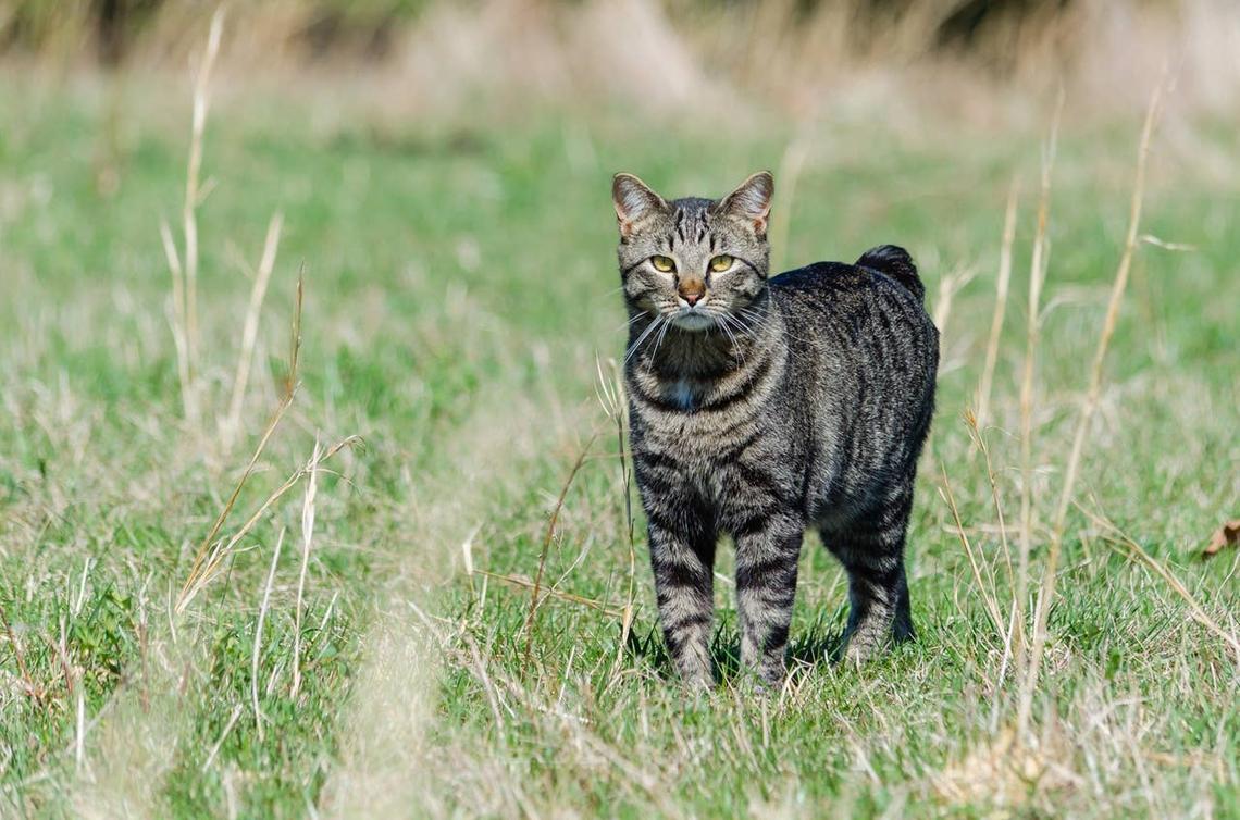  A cat outside ready to play fetch. 