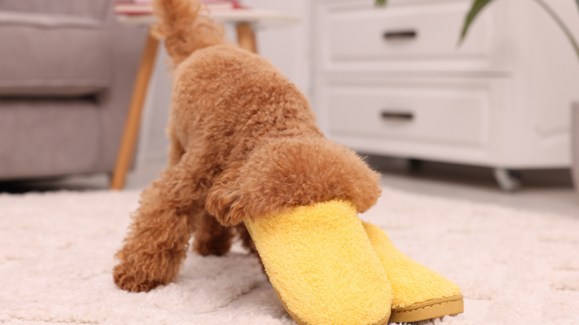 Maltipoo Pretends Her Mom's Slippers Are Toys Until It's Time for a Nap 