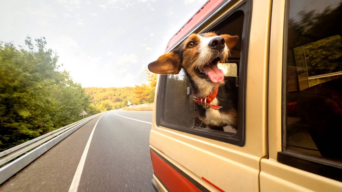 Hollywood Feed's New Road Trip Essential Gives Small Dogs the Perfect Spot to Call Shotgun 