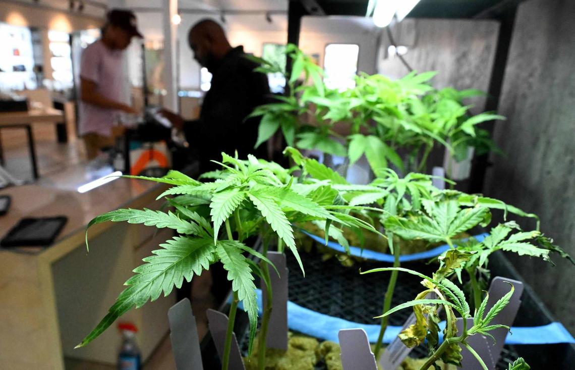 Cannabis plants are on sale at The Artist Tree, a licensed cannabis dispensary, in the Highgrove area of Riverside County in April 2024.