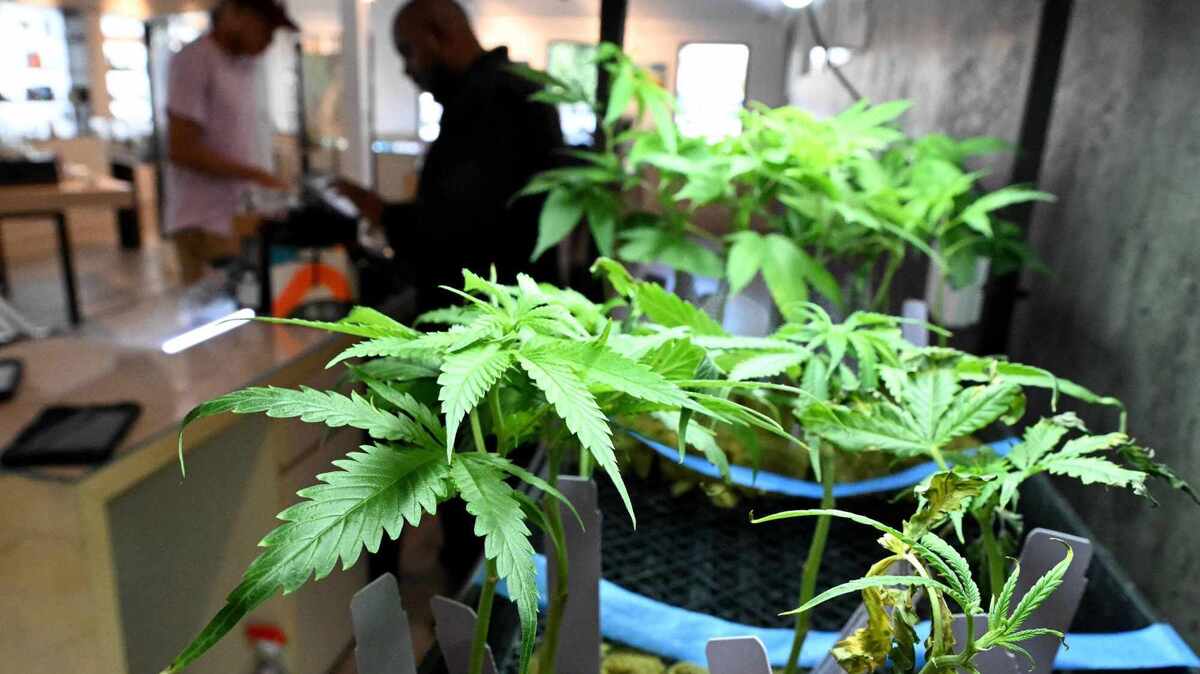 CA cannabis laws: Marijuana smoking, growing & driving rules