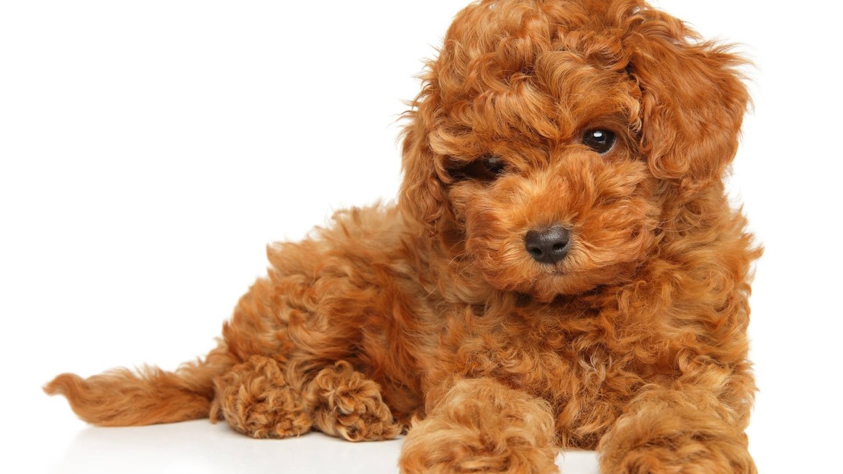 Itty-Bitty Toy Poodle Is the Cutest Little Passenger Princess
