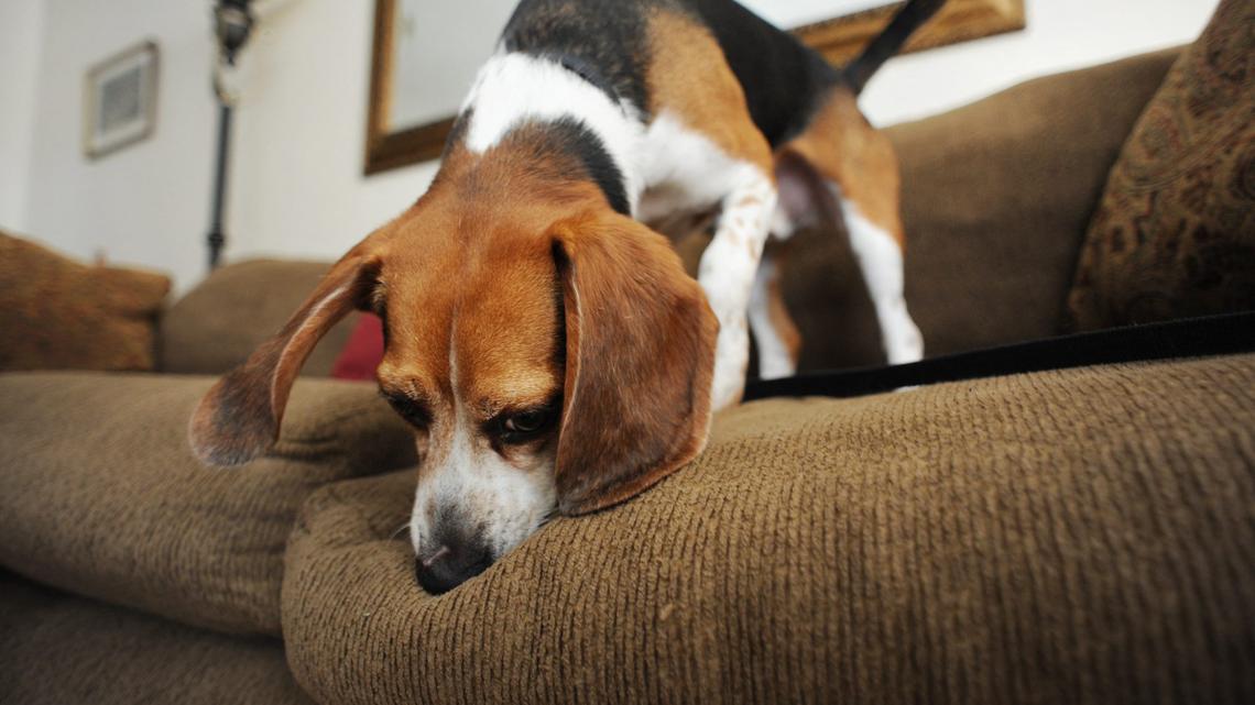 Mold Detection Dogs Are a Secret Weapon Against Hidden Mold in the Home 