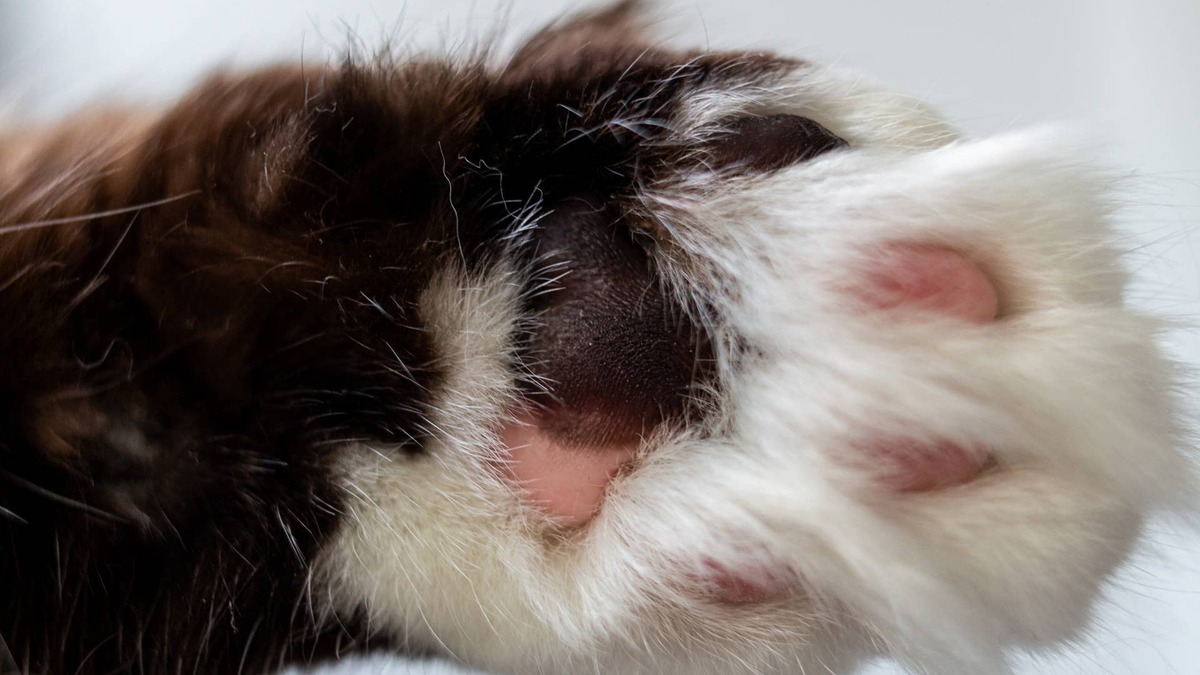 Gorgeous Brown Ragdoll Cat Looks Like the Creamiest Chocolate Milkshake