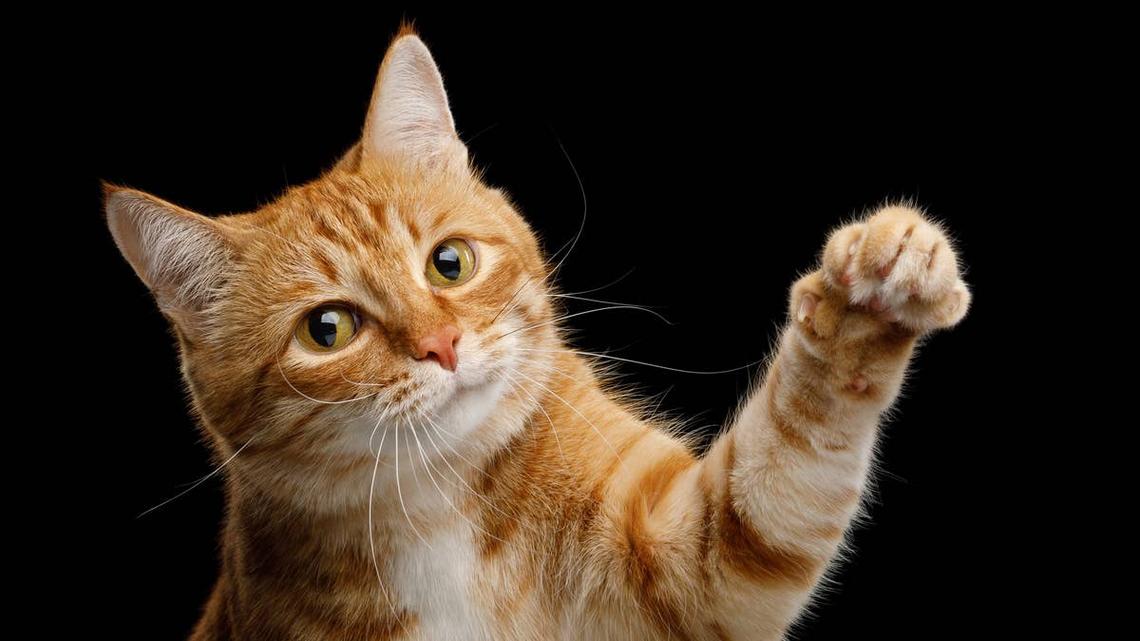 Orange Cat Channels Horror Legend for Creepy Dog Food Heist 