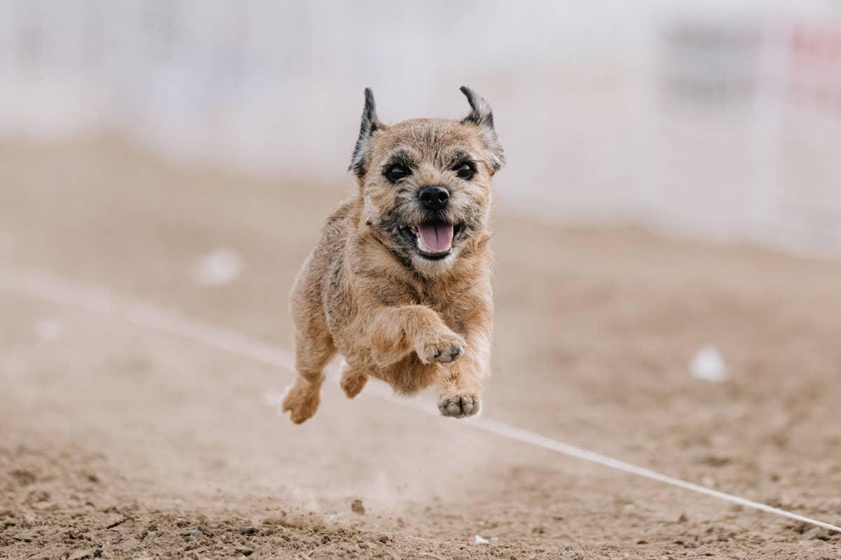  A tiny dog with lots of energy running.