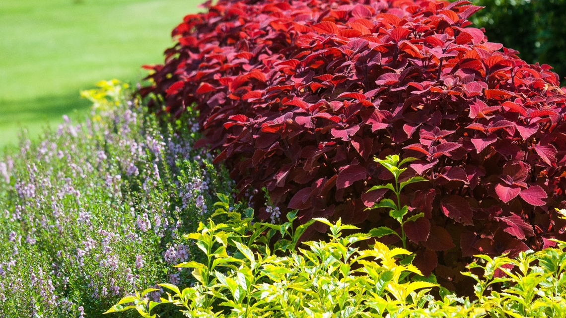 On Gardening: ColorBlaze Sunset coleus creates dream gardens
