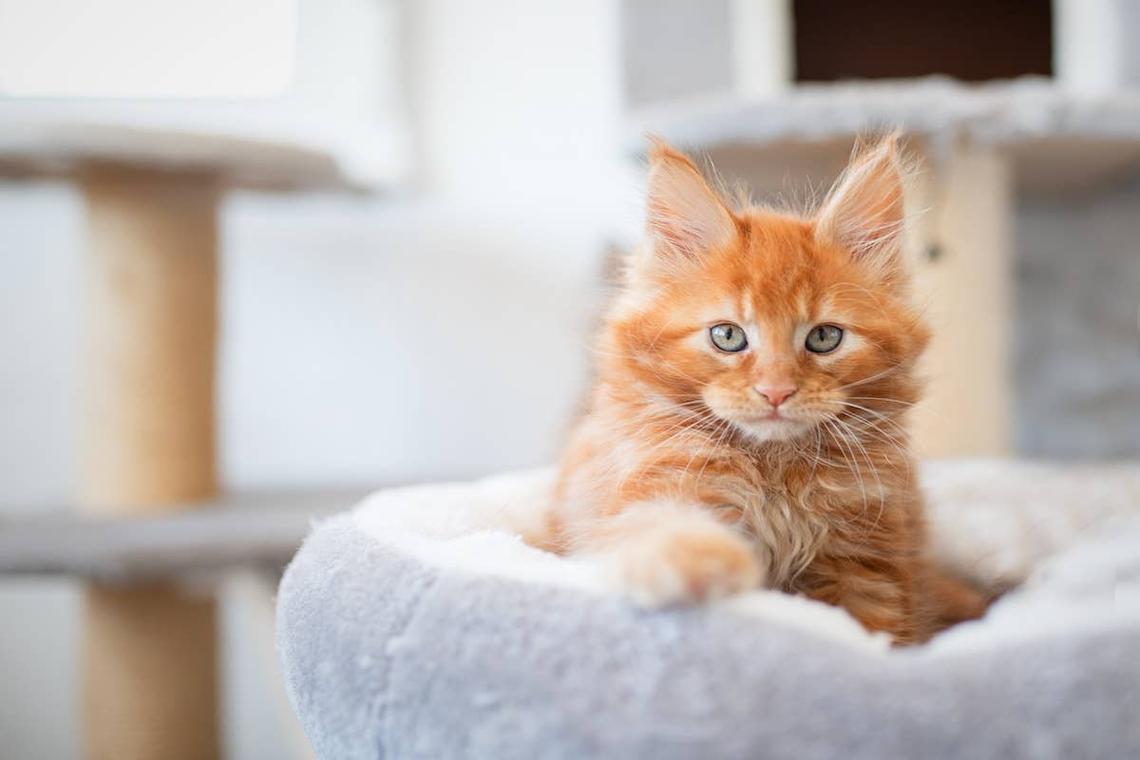  An orange Maine Coon kitten in a cat tree. 