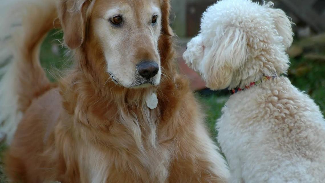 Golden Retriever Mix Meets Her New Brother and Immediately Checks Out 