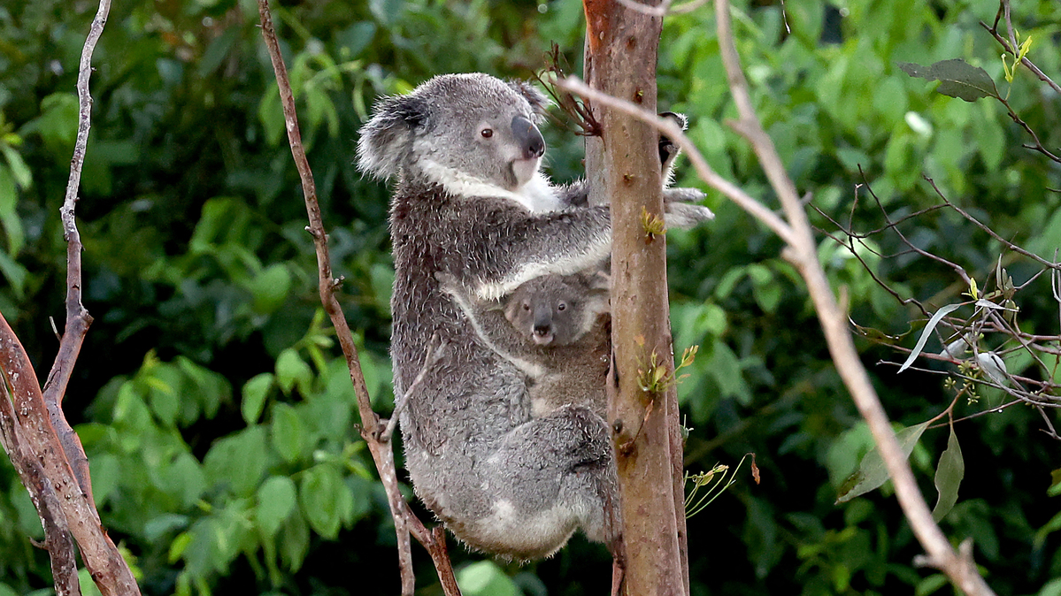 A koala and joey climb a tree in bushland located near central Brisbane on Dec. 14, 2024. (David Gray/AFP/Getty Images/TNS)