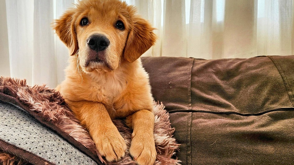 Golden Retriever Puppy Sees His Canine Dad on TV and Looks So Proud 