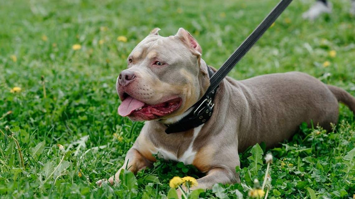 Bully on leash lying down in the grass.