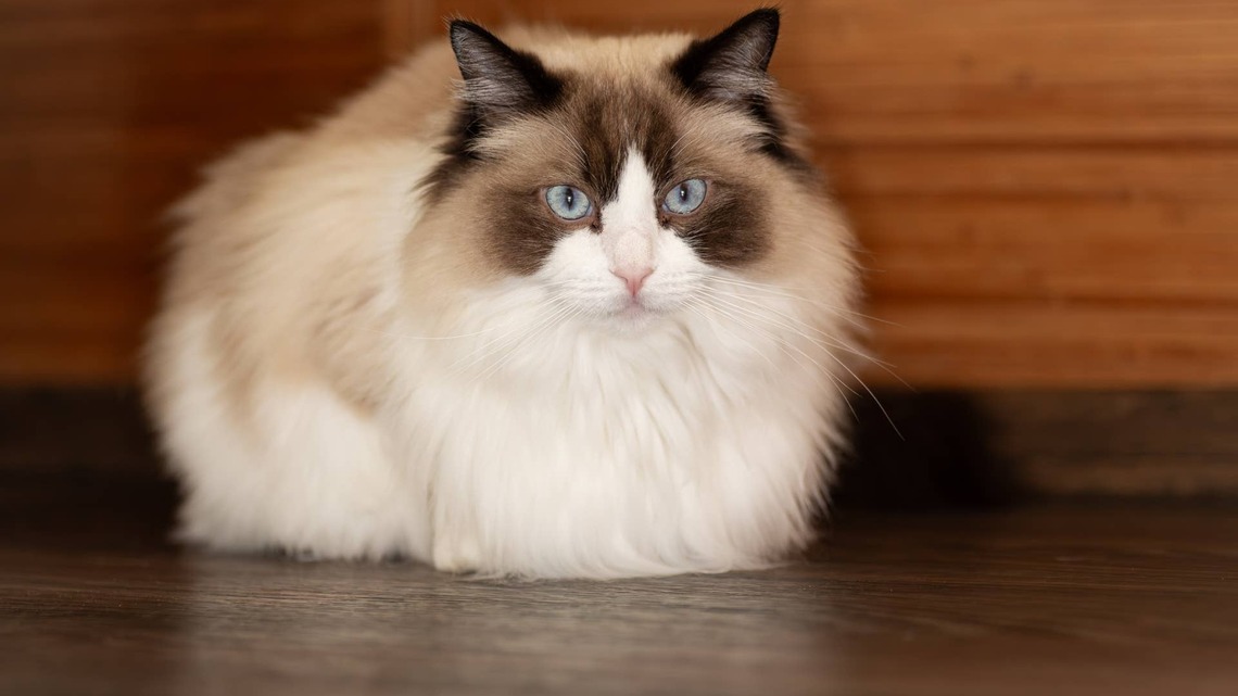 This Ragdoll Cat Likes to Help Around the House, and He's Quite Good at It 